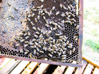 beekeeper working in the apiary. bees on the beehive