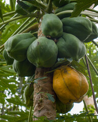 Bunch of papayas hanging on the plant