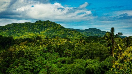 Fototapeta na wymiar Green Tropical Forest