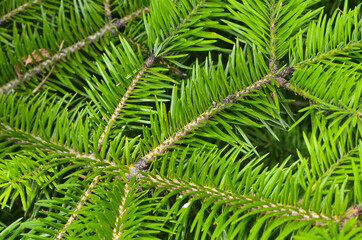 texture or background close up of spruce spines