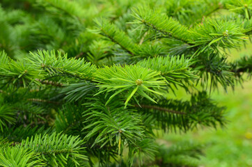 texture or background close up of spruce spines