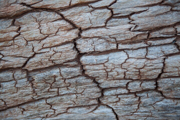 Fototapeta premium Dry Wood