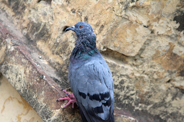 Pigeon on a ground or pavement in a city. Pigeon standing. Dove or pigeon 