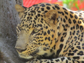 Indian Leopard