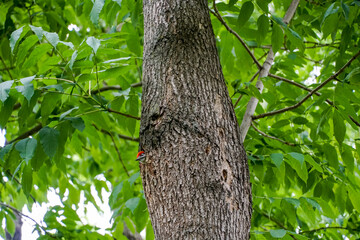 variegated woodpecker chick peeks out of a hollow on a tree, summer green wallpaper, Dendrocopos major        