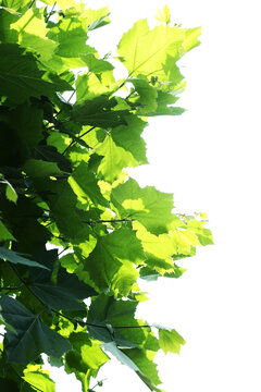 新緑のプラタナスの葉