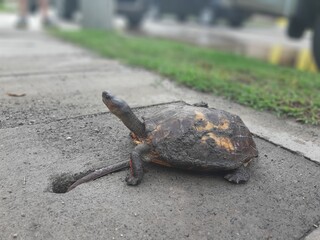 turtle on the road