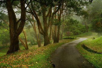 Fototapeta premium Road in Fog