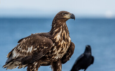 Juvenile White-tailed eagle and silhoette of raven. Blue background.