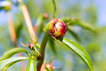 ants on peony buds on a bright sunny summer day in the village