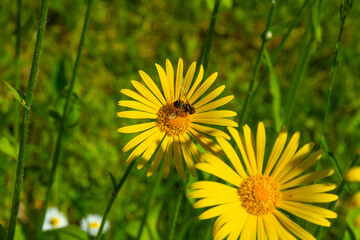 doronicum flowers on a background of green grass in summer bright sunny day