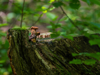 A tree stump covered in moss.