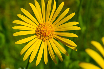doronicum flowers on a background of green grass in summer bright sunny day