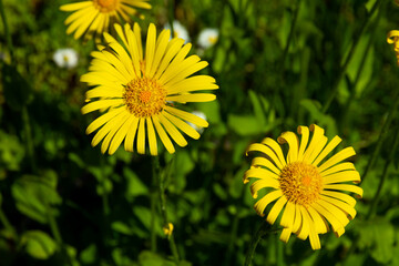 doronicum flowers on a background of green grass in summer bright sunny day
