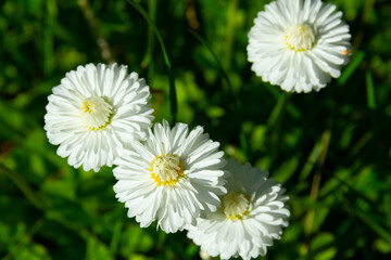 Obraz na płótnie Canvas daisy flowers on a background of green grass in summer bright sunny day