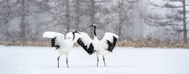 Dancing Cranes. The ritual marriage dance of cranes. The red-crowned crane. Scientific name: Grus japonensis, also called the Japanese crane or Manchurian crane. Natural Habitat. Japan.