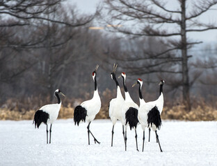 Singing cranes. The ritual marriage dance of cranes. The red-crowned crane. Scientific name: Grus japonensis, also called the Japanese crane or Manchurian crane. Natural Habitat. Japan.