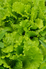 Green lettuce leaf grown in the garden. Environmentally friendly product. The harvest season