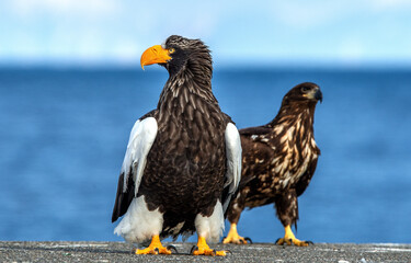 Adult Steller`s sea eagle. Close up portrait. Scientific name: Haliaeetus pelagicus. Blue...