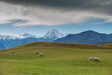 Sheep Grazing with Mt Cook in the Background, South Island, New Zealand