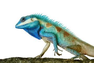 Fototapeta premium exotic blue lizard isolated on white background in strength stare