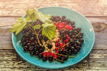 Currant black, white and red. Ecological berries for desserts, smoothie or jam. Currant organic berries. Currant in a blue bowl on a blue wooden background. 
