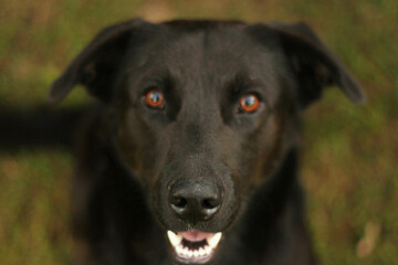 Naklejka premium Perro negro