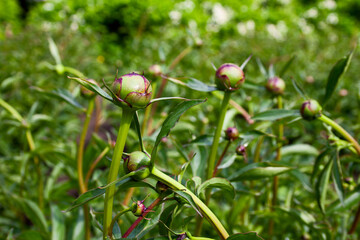 Unopened peony buds close up horizontal