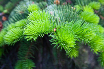 Fir tree with young shoots close-up