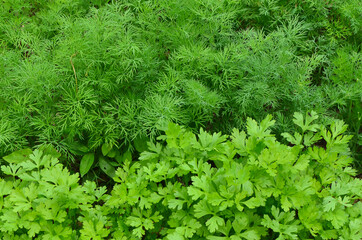 the garden with dill and parsley