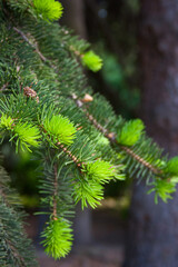 Fir tree with young shoots close-up