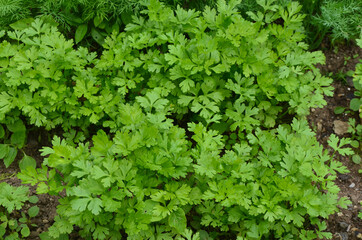 Obraz premium A bed of parsley in the garden. Concept of gardening
