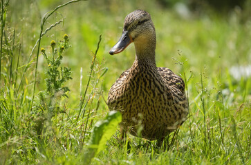 ente, bird, gras, natur, stockente, tier, wild lebende tiere, wild, green, schnabel, ente,