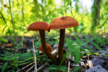 Edible mushroom grows in the forest.