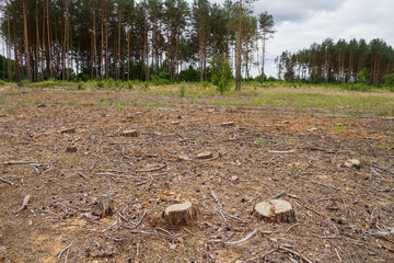 Felled plot in a pine forest.