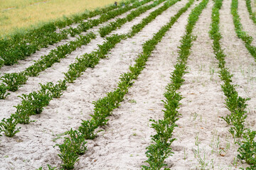 Potato beds in vegetable garden.