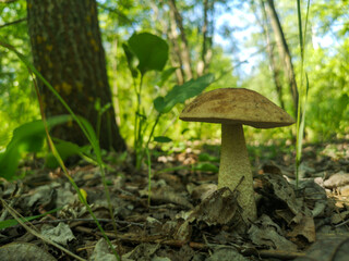 Edible mushroom grows in the forest.