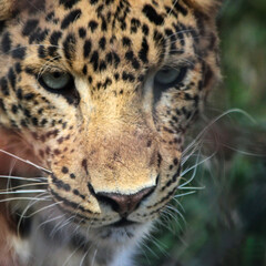 Fototapeta na wymiar Leopard in a gazing look