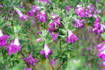 Fototapeta premium pink flowers in the garden