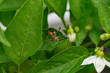 red bug on green leaf