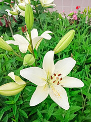 Fototapeta premium White lily blooms in the spring in the garden. Big white lily flower close-up, macro