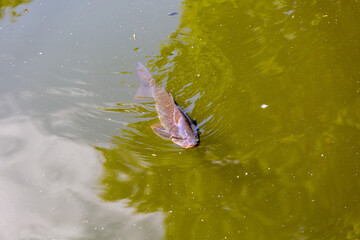 Fish swimming in lake in park