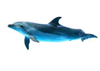 Dolphin is isolated on a white background.