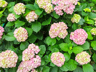 Hydrangea flower, Hydrangea macrophylla, blooming in spring and summer in a garden. Hydrangea macrophylla, beautiful bush of hortensia flowers. Selective focus