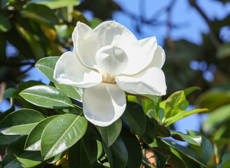 A large white magnolia flower on tree branches © schankz