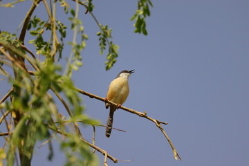 A small bird sitting on a tree branch and the open blue sky background