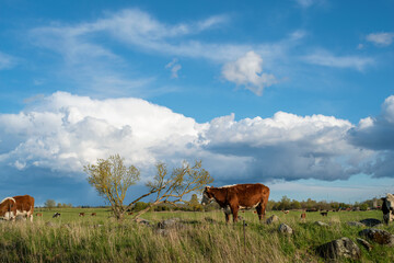 Alone tree with cows on green meadow. Selective focus
