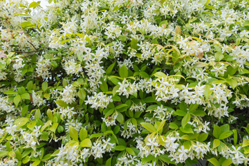 White flowers in bloom. Trachelospermum jasminoides, ornamental climbing plant commonly called Confederate jasmine, Southern jasmine, Star jasmine, Confederate jessamine, Chinese star jasmine