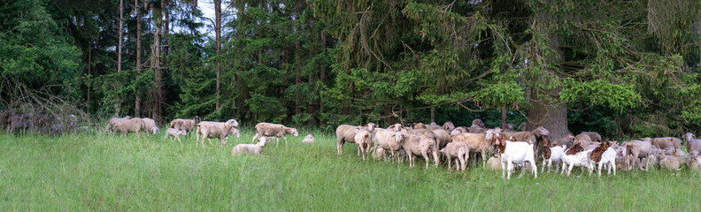 Schafe auf dem Russberg bei Tuttlingen