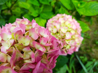 Pink flowers of hydrangea close-up. Natural hydrangea flowers background. Selective focus